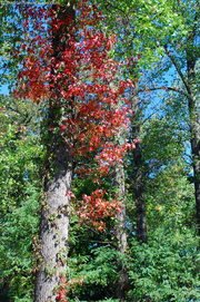 colorful-red-tree-among-green-trees.jpg