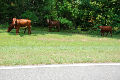 cows-grazing-on-the-parkway.jpg