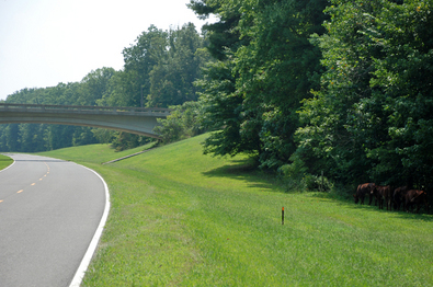 cows-on-natchez-trace-parkway.jpg