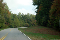 green-trees-some-leaves-on-ground.jpg