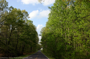 natchez-trace-parkway-canopied-with-trees.jpg
