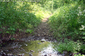 natchez-trace-parkway-creek.jpg