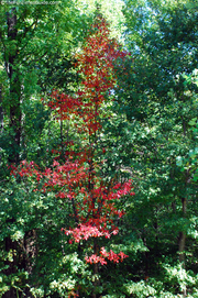 one-red-tree-in-a-sea-of-green.jpg