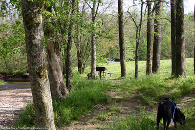 our-dog-at-garrison-creek.jpg
