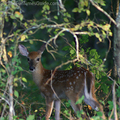 tennessee-deer-hiding.jpg