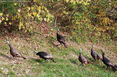 wild-turkey-natchez-trace.jpg