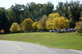 bright-yellow-trees-in-a-row.jpg