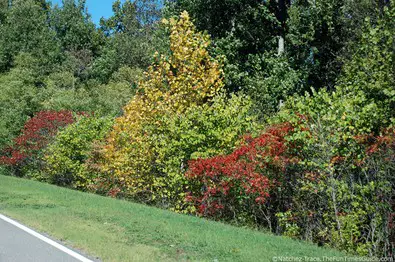 colorful-leaves-roadside-natchez-trace-parkway.jpg