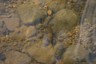 crawfish-in-garrison-creek.jpg