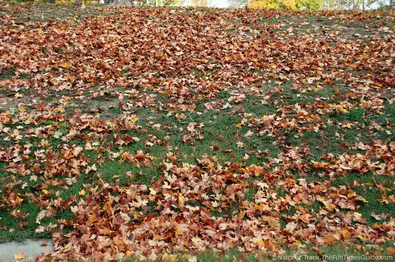 fallen-leaves-end-of-autumn.jpg