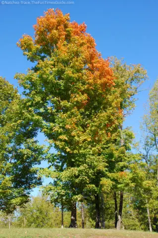 green-leaves-turning-yellow-orange.jpg