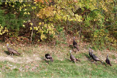 more-wild-turkeys.jpg