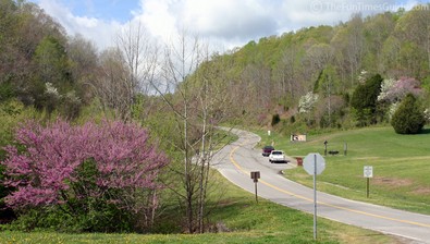 natchez-trace-purple-trees.jpg