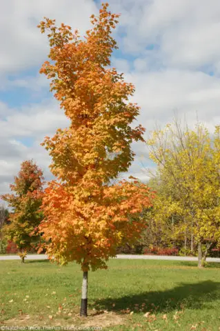 orange-yellow-leaf-tree.jpg
