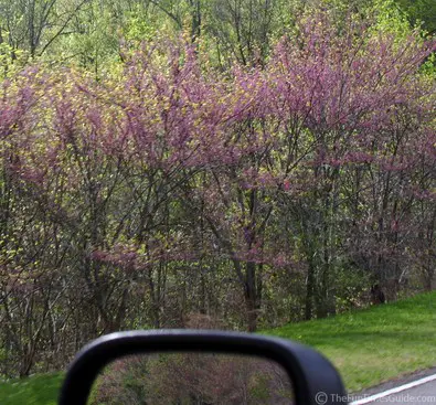 purple-redbud-trees.jpg