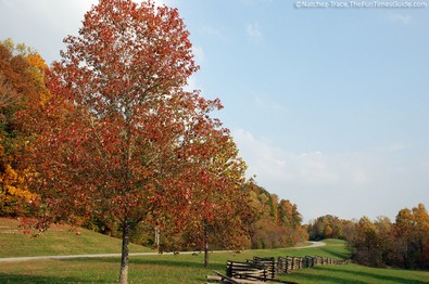 red-falling-leaves-brown-fence-parkway.jpg