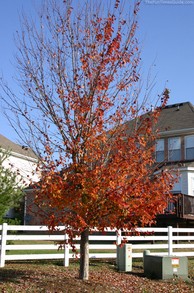 red-leaves-almost-gone.jpg