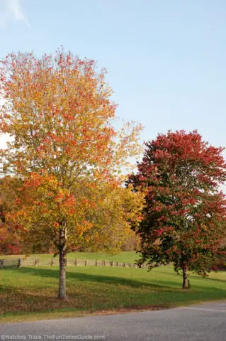 red-orange-tree-and-red-tree-parkway.jpg