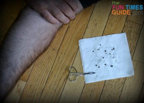 Some ticks we removed after hiking on the Natchez Trace Parkway in Nashville