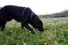 tenor-dog-in-field-near-garrison-creek.jpg