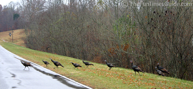 wild-turkey-crossing3.jpg
