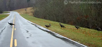 wild-turkey-crossing4.jpg
