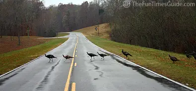 wild-turkey-crossing5.jpg