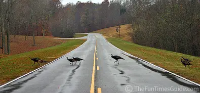 wild-turkey-crossing6.jpg